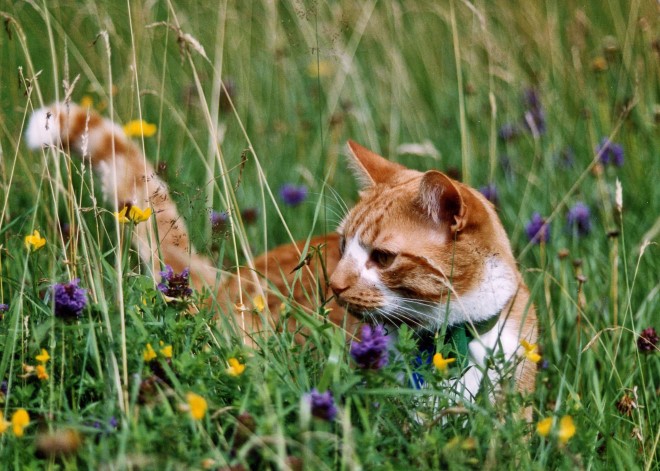 Cats in deals the garden
